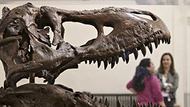 Smithsonian (США): обнаруженные недавно кости тираннозавра помогут разобраться в причинах появления хищников-гигантов