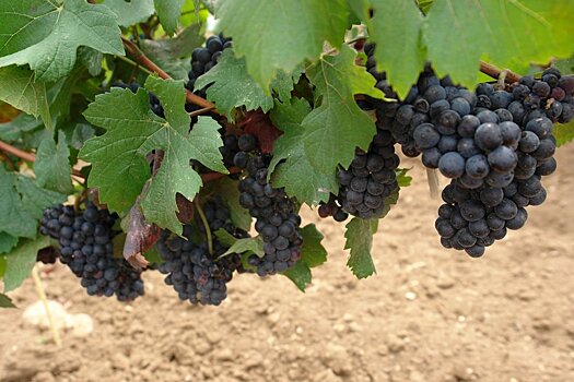 Крымский винодел возродил древние сорта винограда из последнего куста