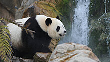 В зоопарке Макао родились детеныши панды