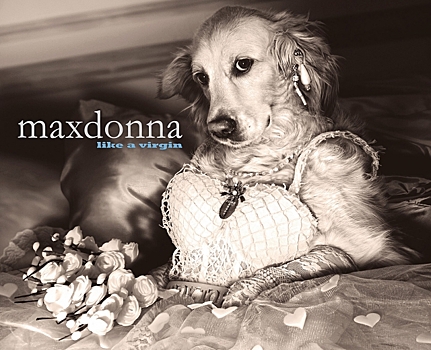 Фэшн-фотограф снимает свою собаку в образе Мадонны — и у него лучший фанатский Instagram