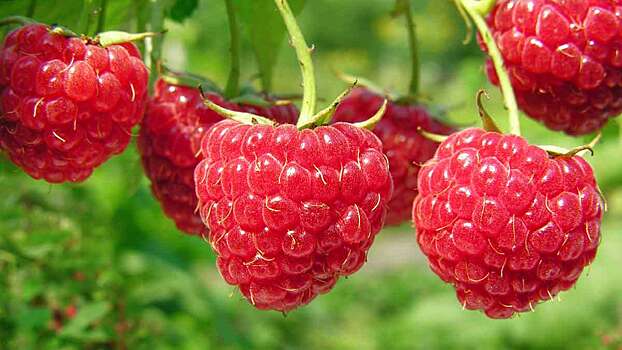 Малину назвали лучшей ягодой для здоровья кишечника