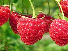 Названа лучшая ягода для здоровья кишечника