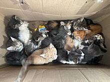 Нижегородского «живодера в шинели» выписали из психиатрической больницы