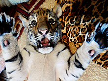 «Минута страсти с пантерой приведет к госпитализации»