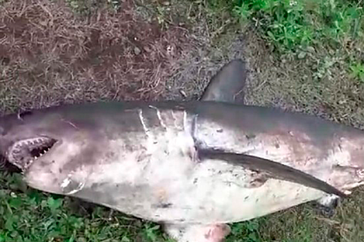В России рыбаки поймали в реке 100-килограммовую акулу