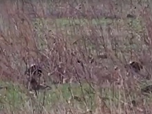 Брачные турниры тетеревов в нижегородском лесу попали на видео