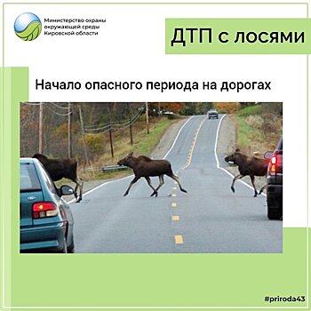 Опасный период: как не попасть в ДТП с лосем