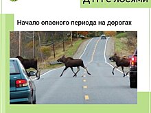 Опасный период: как не попасть в ДТП с лосем