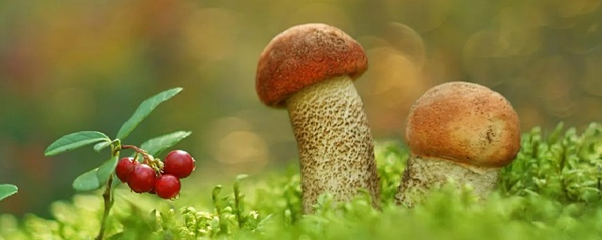 10 человек отравились неядовитыми грибами в Волгоградской области