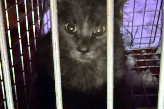 Спасатели в Москве сняли с козырька здания кота, просидевшего там две недели