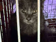 Спасатели в Москве сняли с козырька здания кота, просидевшего там две недели