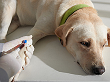 Россияне рассказали об отношении к донорству крови животных