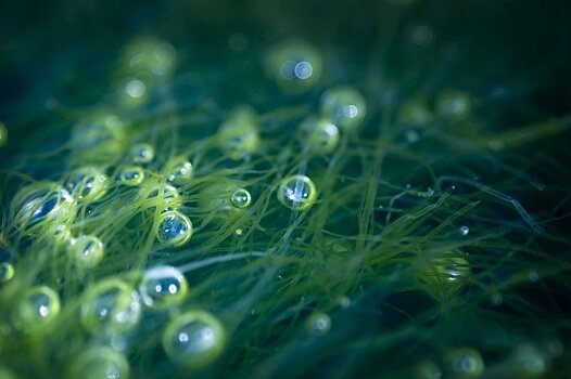 Ученые научились проверять качество озерной воды с помощью фотосинтеза