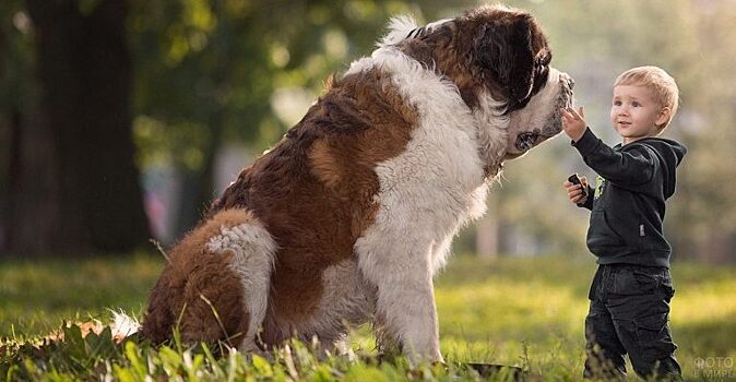 10 интересных фактов о сенбернаре – собаке, хорошо знакомой нам с детства по культовому фильму «Бетховен»