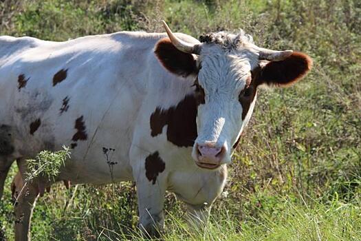 В Приморье чипировали почти 125 тыс. сельскохозяйственных животных с начала года