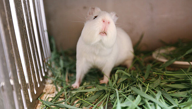 Ученые из США нашли у крыс задатки безошибочных синоптиков