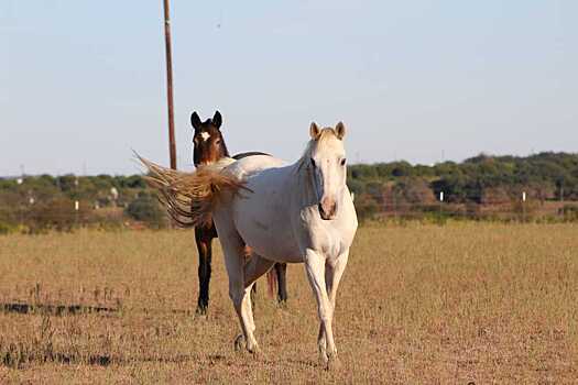 В Воронежскую область привезут лошадей с московского ипподрома