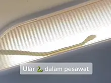 Змея проникла на борт самолета и попала на видео