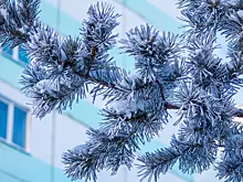 Морозный рекорд: утро в Новосибирске началось с 37-градусной стужи