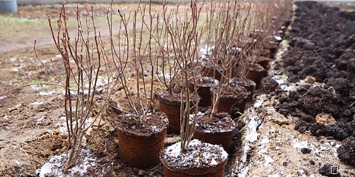 В 2020 году на территории Косино-Ухтомского в виде живой изгороди высадили свыше 35 тысяч кустарников