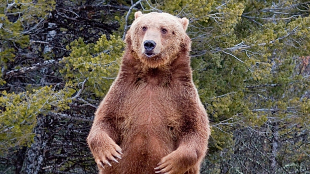 Медведь разгромил пасеку и съел мед