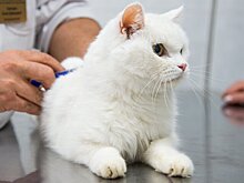 В ГД внесли законопроект об обязательной стерилизации и маркировке домашних животных