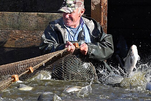 Донской регион укрепил статус главного производителя товарной рыбы РФ