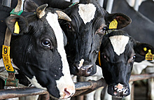 Предприниматель: воронежский Ространснадзор безосновательно выписывает штрафы перевозчикам скота