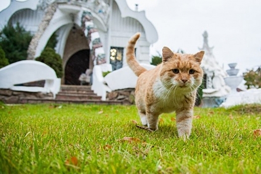 В Волгограде умер один из самых знаменитых котов в России