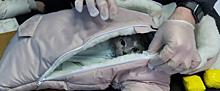 Человек и кошка. В Нижнем Тагиле полицейские задержали подозреваемую в наркоторговле, которая делала тайники-закладки вместе с несовершеннолетней дочерью и домашней кошкой