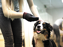 «Станьте для своего пса вожаком!»
