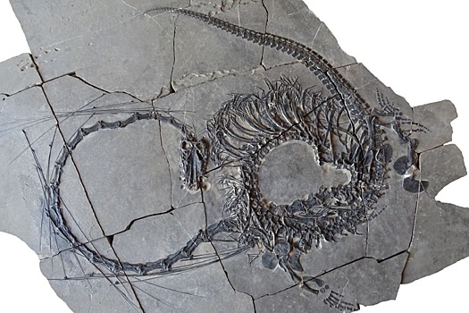 Описан "китайский дракон" возрастом 240 млн лет