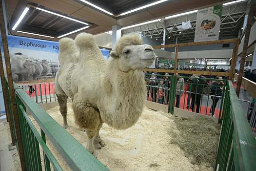 Верблюжата появились на свет в Московском зоопарке