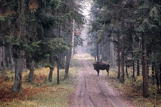 Чем привлекают гостей туристические маршруты Беларуси