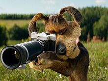 Стоит ли смотреть «Простоквашино»