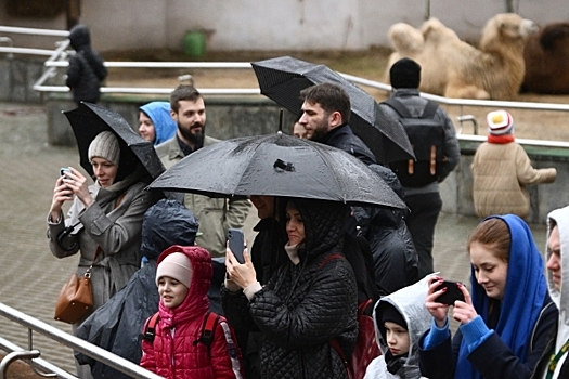 Хвою кремлевской новогодней елки передадут в московские зоопарки