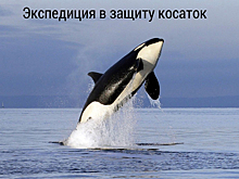 Война за касаток: как сахалинские волонтеры борются с браконьерами