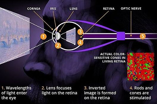 Учёные объяснили, как шедевры Моне обманывают наш мозг