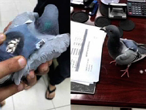 В Кувейте пойман почтовый голубь с наркотиками в рюкзачке
