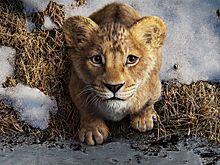 Вышел финальный трейлер фильма «Муфаса: Король Лев» от Disney