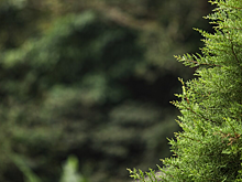 Биолог спрогнозировал исчезновение хвойных лесов в России