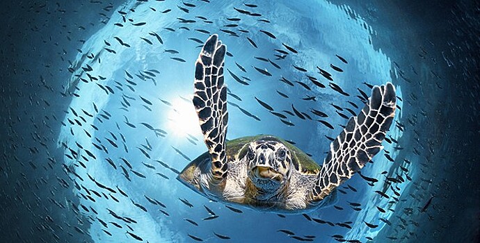 Посетители нашли уникальную кладку морской черепахи на побережье Испании