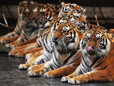 В Самарском цирке стартует новое шоу "Королевские тигры Суматры"