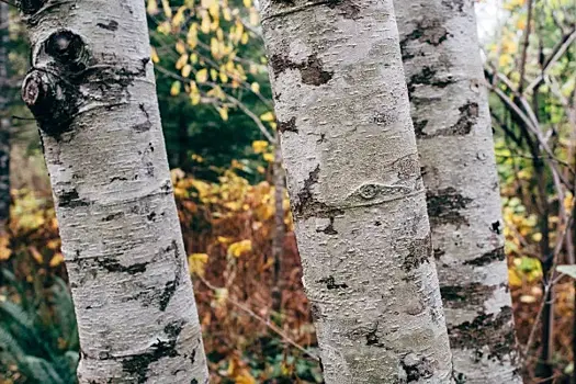 В Самаре выставили на продажу кровать из березовых стволов за 100 тысяч рублей