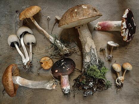 Свойства грибов: польза и вред для организма