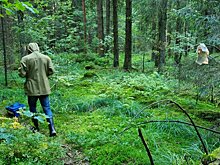 В Подмосковье идет грибной бум после продолжительных дождей