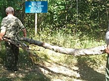 В Морозовском дендрарии вырубают аварийные и засохшие деревья