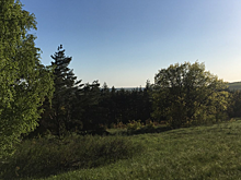 Саратовцам запретили ходить в лес до конца августа