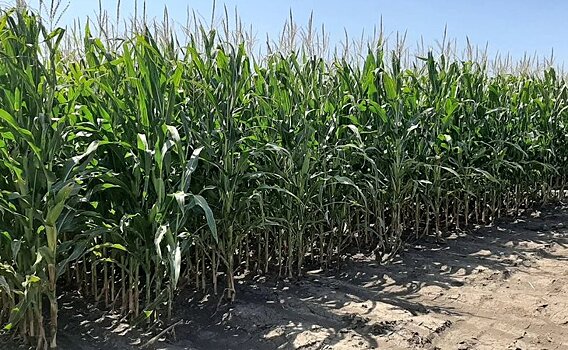 О чем говорит кукуруза и ее корни агроному