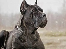 Особенности породы собак кане-корсо и описание фото